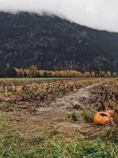 Kürbisfeld nach Halloween mit Berg im Hintergrund