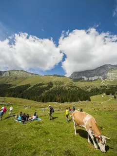 Braune und weiße Kuh auf Feld in Österreich