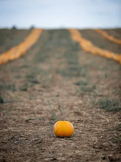 Orange runde Frucht auf braunem Grasfeld bei Tageslicht