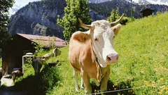 Erlebe nachhaltige Freude beim bunten Sommerfest in Nöhagen